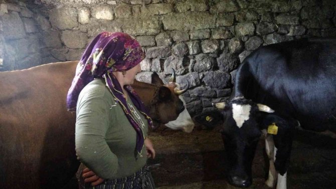 Artan Maliyetler Nedeniyle İnekler Satılınca Tereyağı Üretimi Zora Girdi