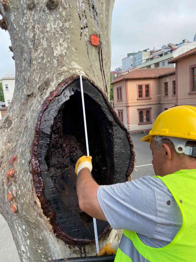 Trabzon’da 86 Adet Anıt Ağaç Tescil Edildi