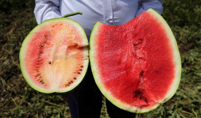 İ̇yi Karpuz Nasıl Olmalı? Çiftçiler Kelek Karpuza Karşı Uyardı