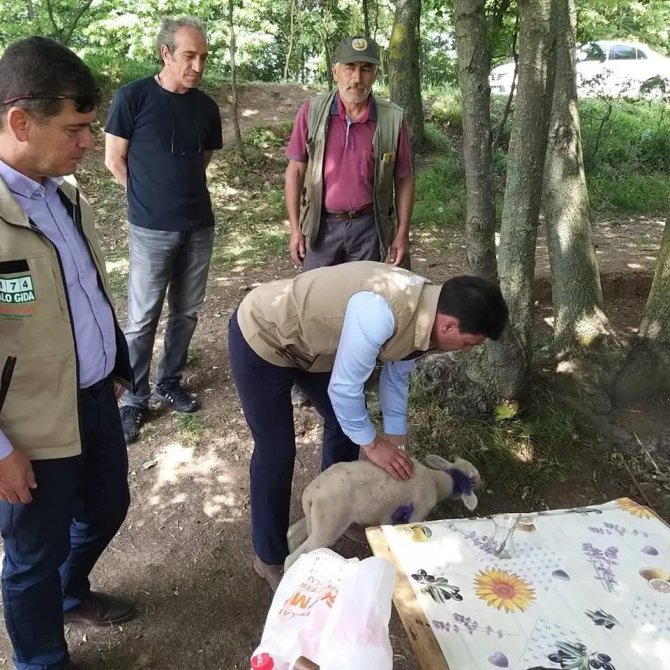 Yalova’da Vahşi Hayvanlar 17 Küçükbaş Hayvanı Telef Etti