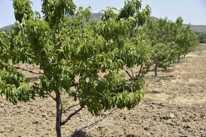 Yunusemre Üreticiyi Destekliyor, Ekonomiye Katkı Sağlıyor