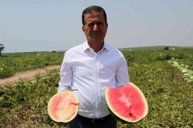 İ̇yi Karpuz Nasıl Olmalı? Çiftçiler Kelek Karpuza Karşı Uyardı