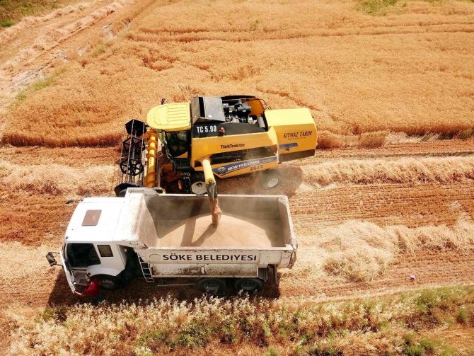 Söke Belediyesi İkinci Kez Buğday Hasadı Yaptı