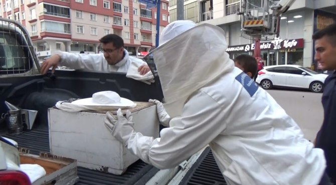 Başkentte Çam Ağacına Oğul Veren Arılar Kurtarıldı