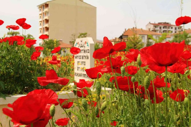Elazığ’da Gelincikler Mezarlığı Kırmızıya Bürüdü