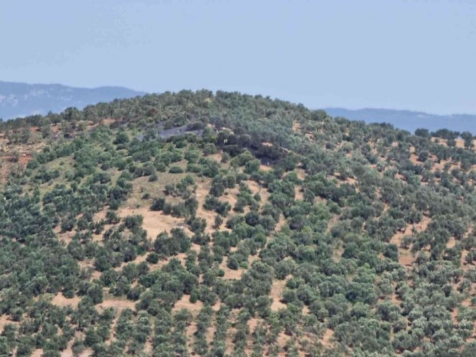 Balıkesir’deki Zeytinlik Yangınına Havadan Müdahale Edildi
