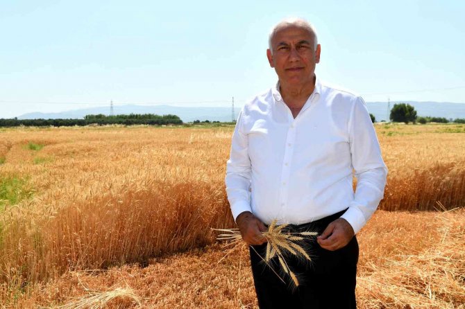 Söke Belediyesi İkinci Kez Buğday Hasadı Yaptı