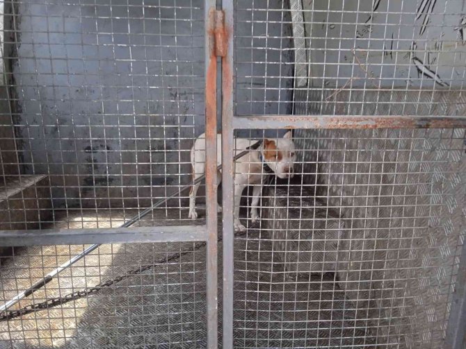 Bingöl’de Başıboş Pitbull, Barınağa Götürüldü