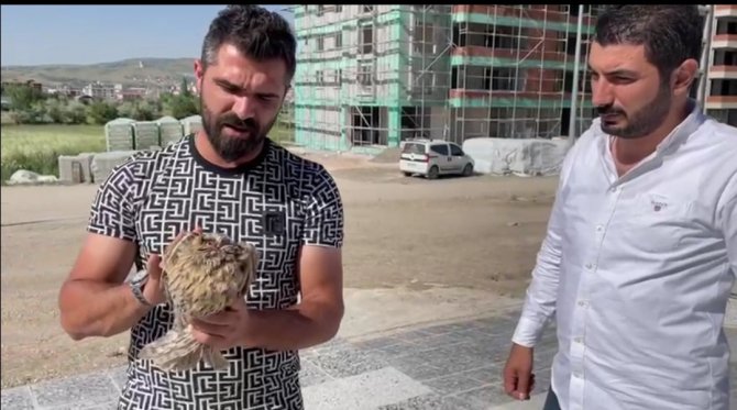 Yaralı Baykuş İçin Vatandaşlar Seferber Oldu