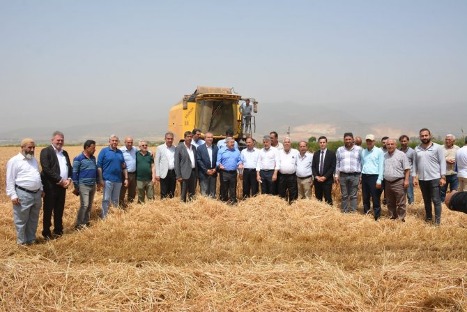 Amik Ovası’nda Buğday Hasadı Başladı