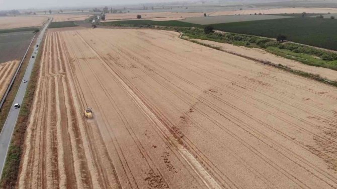 Amik Ovası’nda Buğday Hasadı Başladı