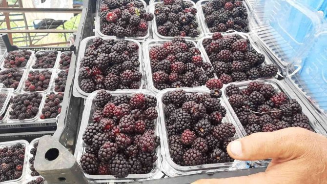 Sadece 5 Dekardan 25 Günde 300 Bin Lira Kazanıyor