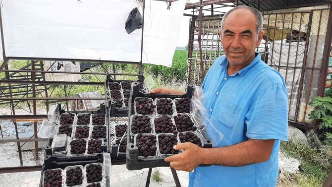 Sadece 5 Dekardan 25 Günde 300 Bin Lira Kazanıyor