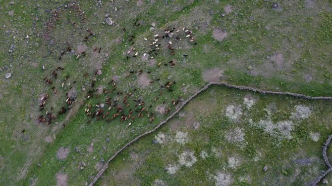Iğdır’da Yeşeren Meralar Koyun Sürüleriyle Şenlendi