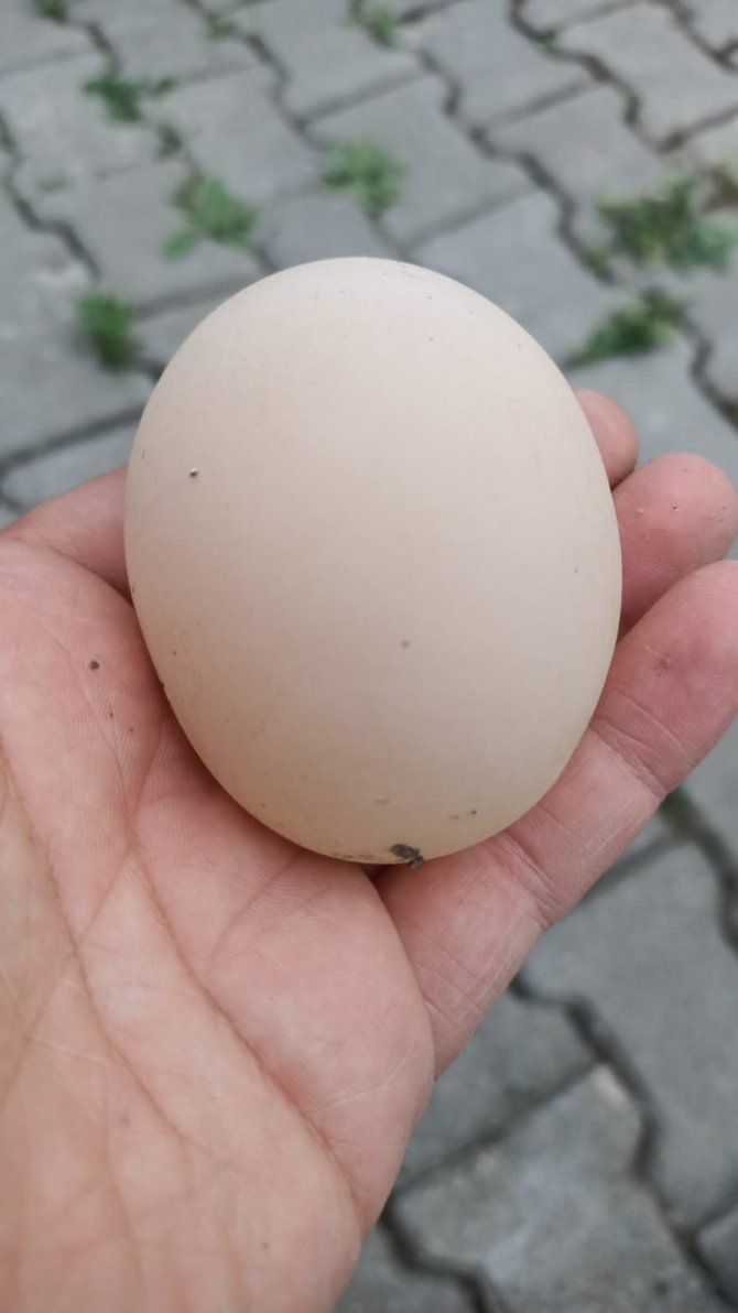 Yumurtanın İçinden Yumurta Çıktı