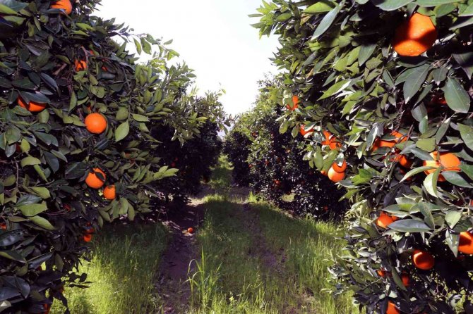 Köyceğiz Portakalı Coğrafi İşaretini Aldı