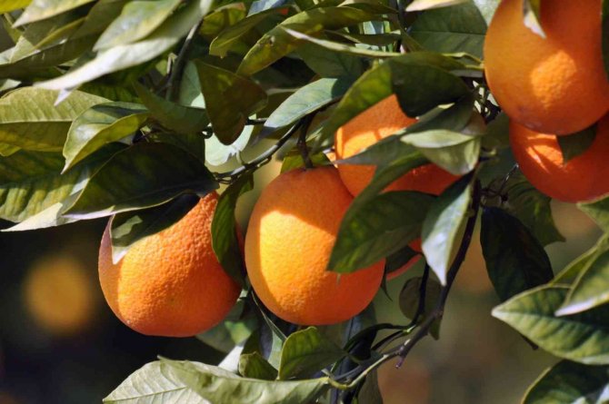 Köyceğiz Portakalı Coğrafi İşaretini Aldı