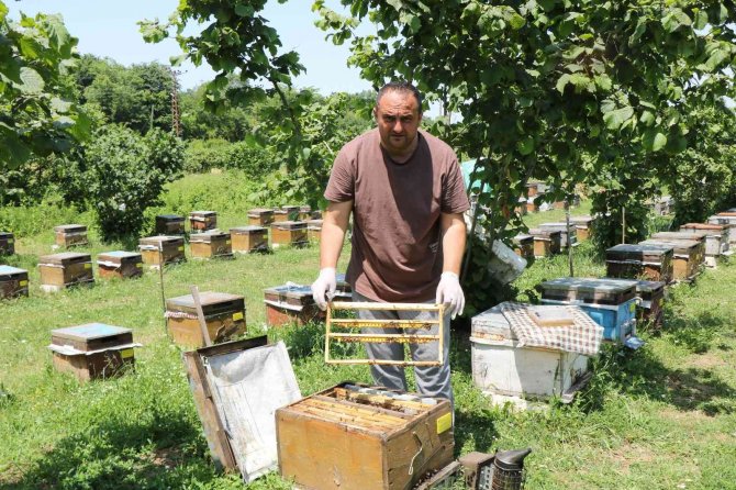 ’Arı Sütü’ Servet Değerinde: Gramı 15, Kilosu 15 Bin Tl