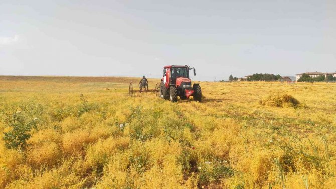 Siirt’te İlk Hasat Dualarla Yapıldı, Çiftçi Bu Yıl Umduğunu Buldu