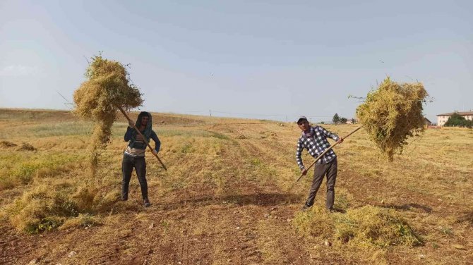 Siirt’te İlk Hasat Dualarla Yapıldı, Çiftçi Bu Yıl Umduğunu Buldu