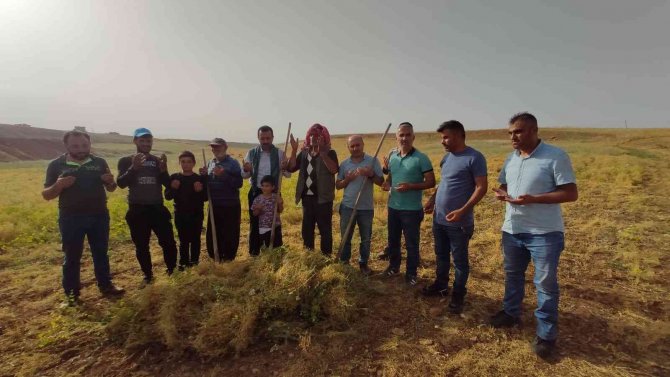 Siirt’te İlk Hasat Dualarla Yapıldı, Çiftçi Bu Yıl Umduğunu Buldu