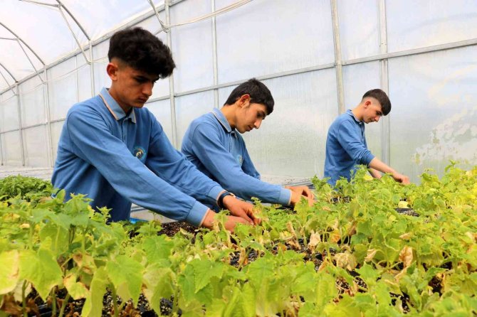 Bu Lisede Öğrenciler Traktör Sürüp Tarım Yapıyor
