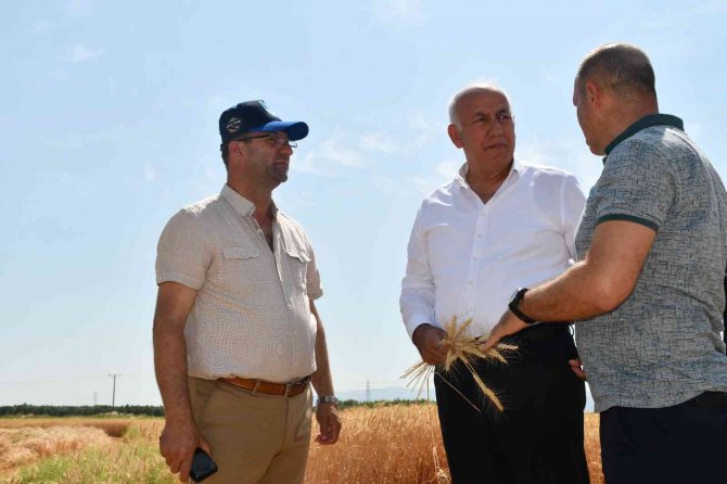 Söke Belediyesi İkinci Kez Buğday Hasadı Yaptı