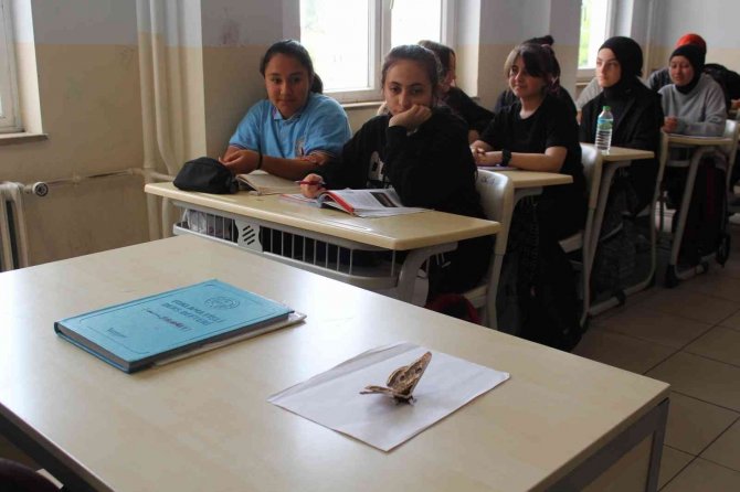 Sultanbeyli’de Okulda Görülen 17 Santimlik Dev Kelebek Görenleri Şaşırttı