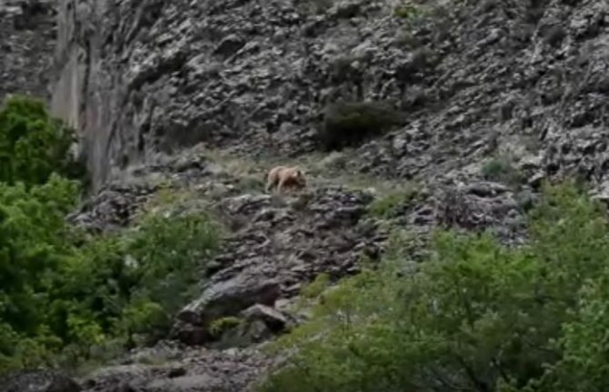 Tunceli’de 2 Bozayı Görüntülendi