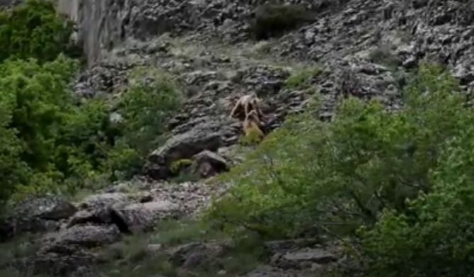 Tunceli’de 2 Bozayı Görüntülendi