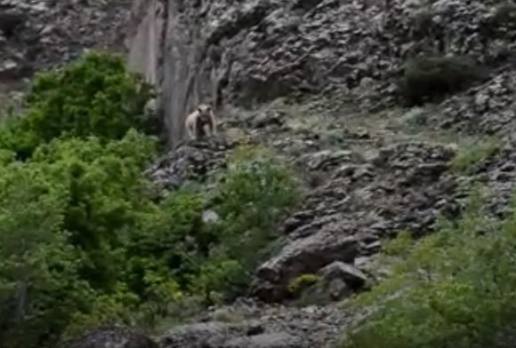 Tunceli’de 2 Bozayı Görüntülendi