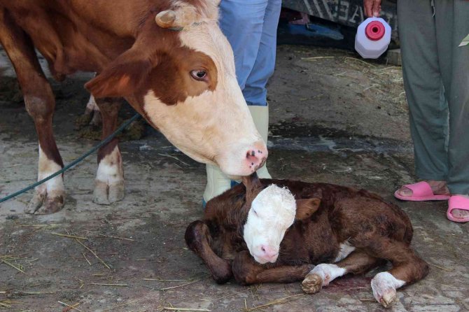 Türkiye’ye Örnek Proje ‘Buzağım Doğdu’ İhbar Hattı