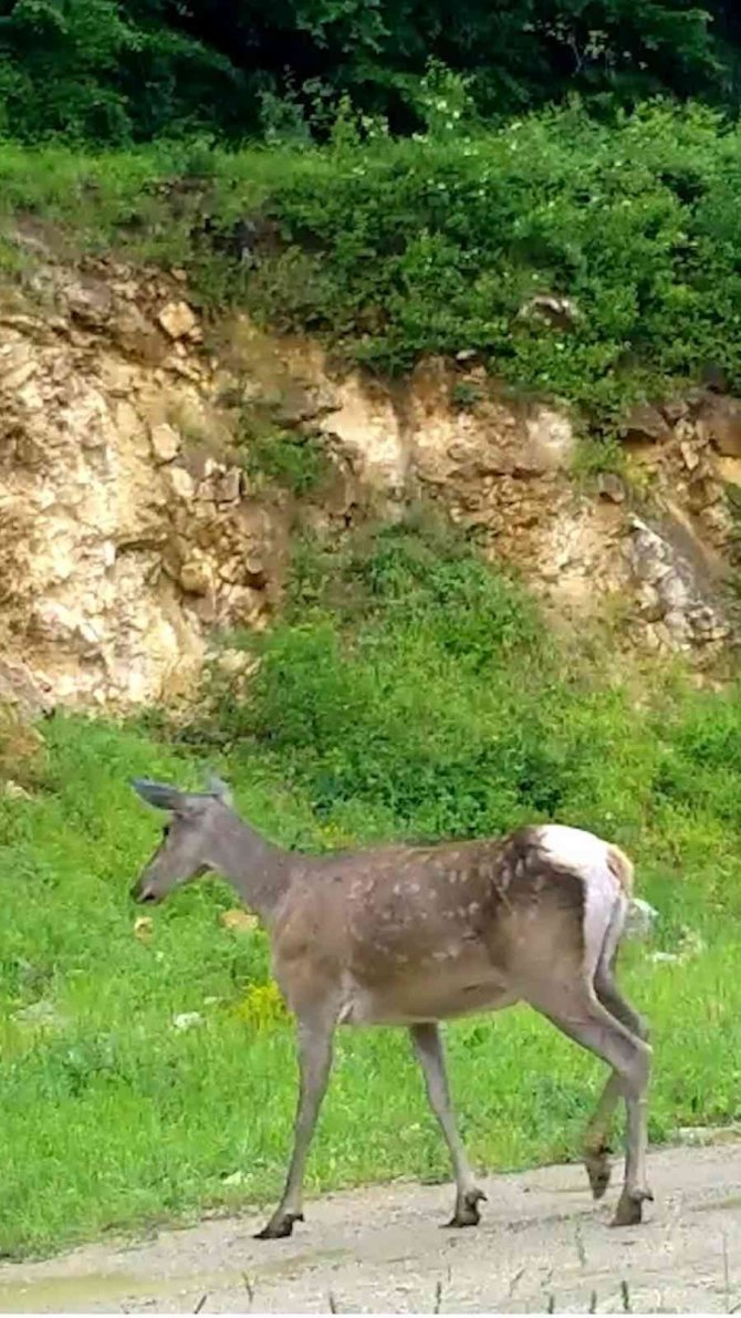 Uludağ’ın Yaban Hayatı Fotokapanda