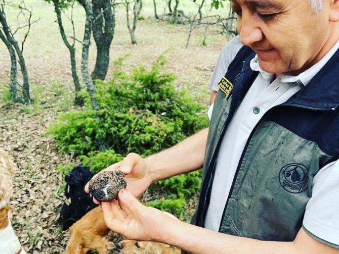 Uşak Orman İ̇şletme Müdürlüğü’nde “Beyazımsı Trüf Mantarı” Çalışmaları