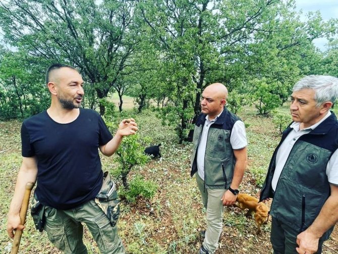 Uşak Orman İ̇şletme Müdürlüğü’nde “Beyazımsı Trüf Mantarı” Çalışmaları