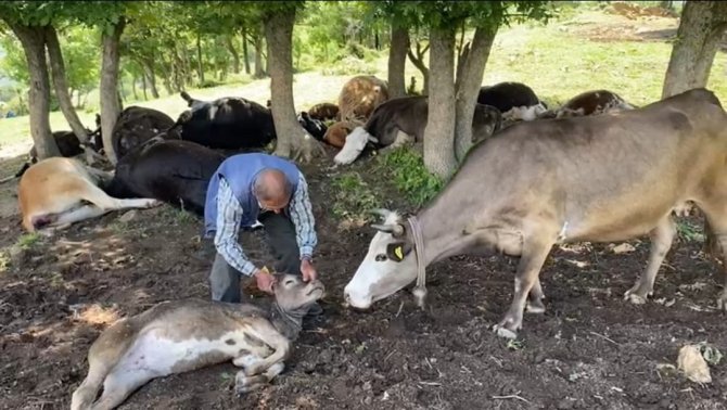 Yıldırım Çarpan Yavrusunun Başından Bira N Olsun Ayrılmıyor