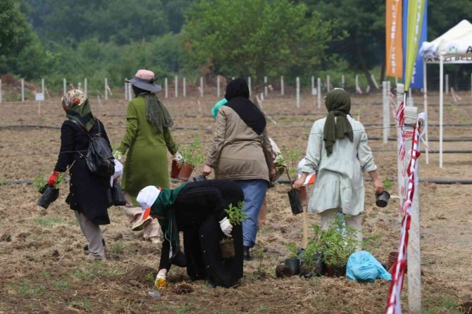 Akyazı’da Kara Mürver Fideleri Toprakla Buluştu