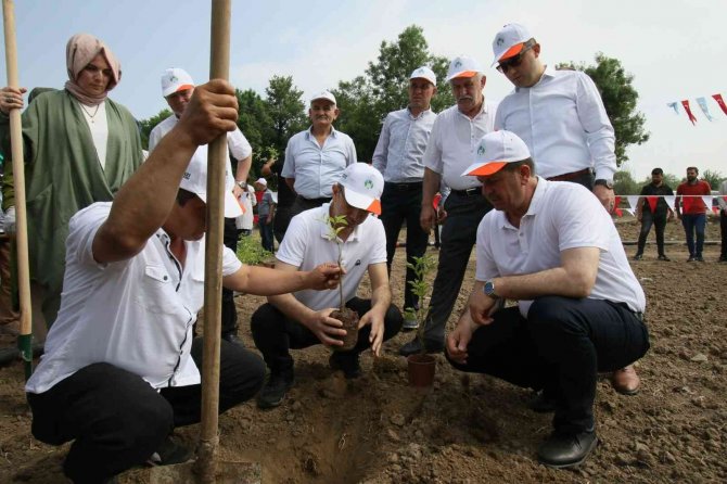 Akyazı’da Kara Mürver Fideleri Toprakla Buluştu