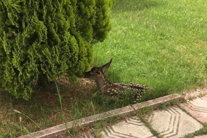 Annesi Bulunamayan Kızıl Geyik Koruma Altına Alındı