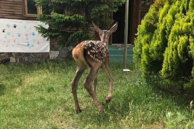 Annesi Bulunamayan Kızıl Geyik Koruma Altına Alındı
