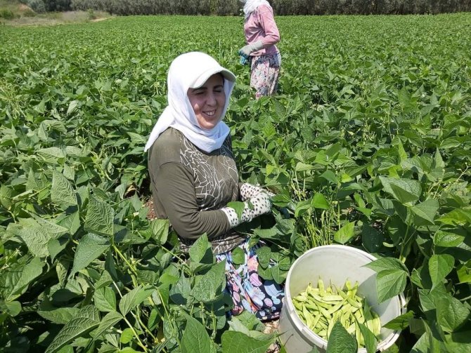 Fasulye Hasadı Başladı