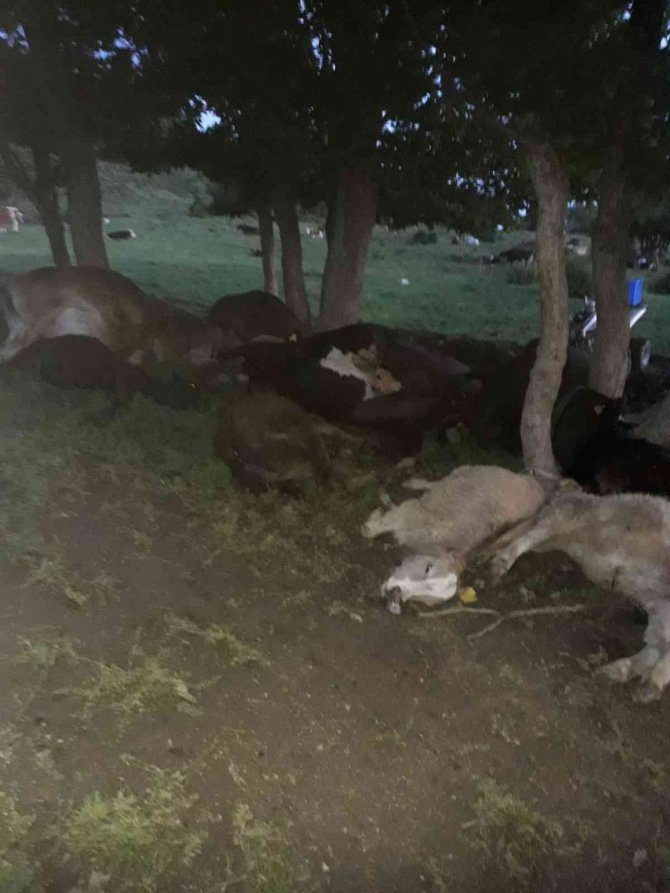 Hayvan Sürüsünün Üzerine Yıldırım Düştü, 17 Büyükbaş Telef Oldu