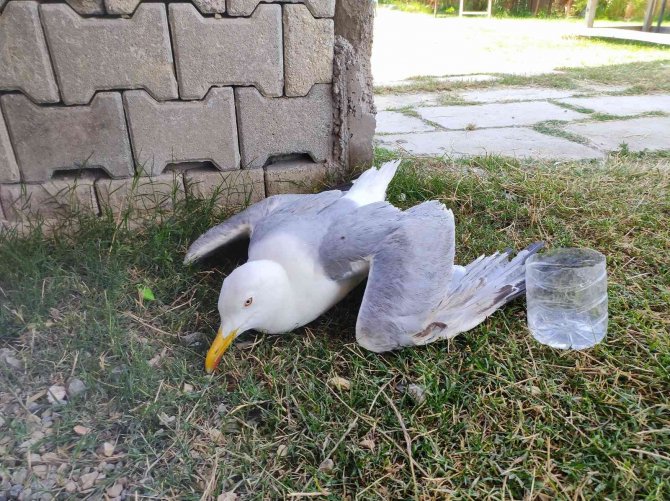 Hatay’da Yaralı Gümüş Martıya Vatandaş Şefkati