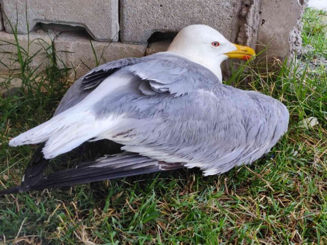 Hatay’da Yaralı Gümüş Martıya Vatandaş Şefkati