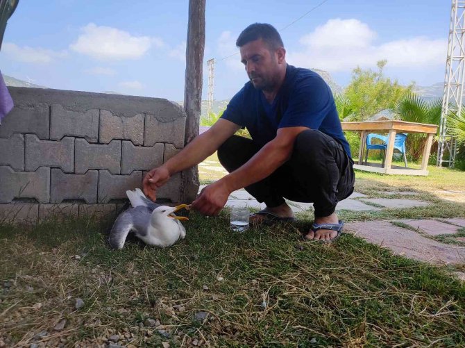 Hatay’da Yaralı Gümüş Martıya Vatandaş Şefkati
