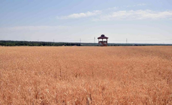 Kepez’in Buğday Tarlalarında Hasat Zamanı
