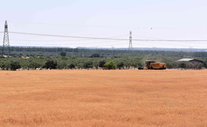 Kepez’in Buğday Tarlalarında Hasat Zamanı