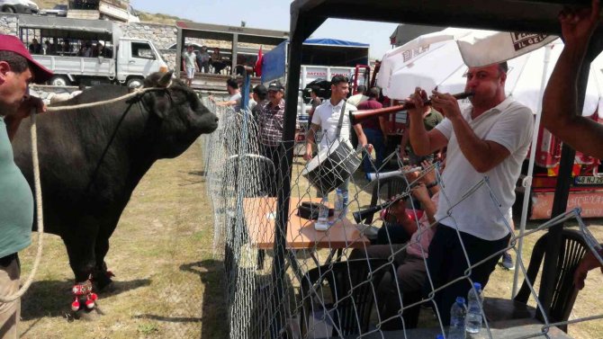 Milas’ta Boğa Güreşleri Nefes Kesti