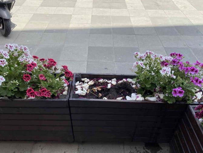 Pendik’te Yaşlı Kadınlar Çiçekleri Söke Söke Çaldılar