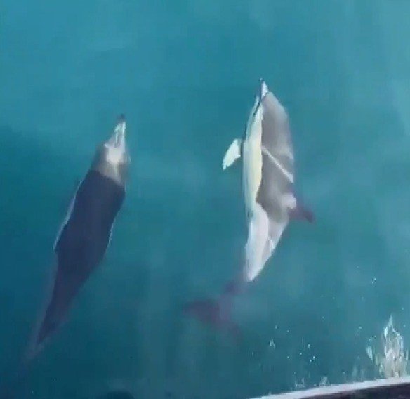 Balıkçıların Sevimli Ortakları